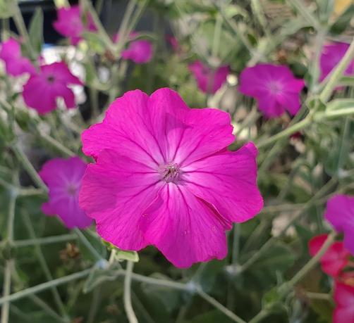 A close-up shot showcases a vividly pink flower with subtly textured petals. The flower, seemingly in full bloom, features radial lines adding depth to its structure. In the background, out-of-focus green stems and soft leaves add a natural, organic feel to the composition, enhancing the flower's vibrant color and delicate form.