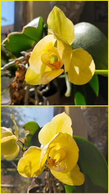 Composite image, divided horizontally: Two tight, eye-level close-ups of moth orchids. Top: One prominent yellow bloom, softly backlit, framed by greenery and the textured remains of older plant material. Bottom: Another similar blossom, showcasing intense yellow and red markings, and framed against a bright, sunlit window.