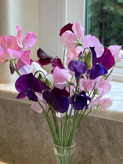 Pink, purple and white Sweetpea blossoms in a bud vase on my kitchen counter