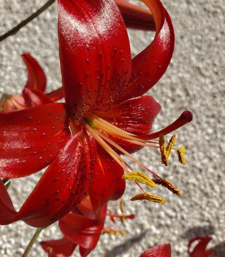 Close-up, high-angle shot of a red lily with black spots. The flower fills the frame, with petals curling towards the upper right. Yellow stamens are prominent in the center. The background is a textured, out-of-focus gray. Lighting is bright, creating highlights on the glossy petals. Sharp focus on the flower, soft focus on the background.