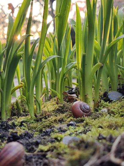 Phone pic. Description by Gemini 2.5 Flash: A close-up shot of several green plant shoots, possibly gladioli, emerging from dark soil covered with green moss. A brown garden snail shell rests on the moss in the foreground, illuminated by warm sunlight filtering through the background.