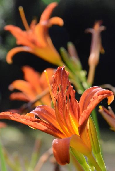 SLR Shot. Description by Gemini 2.5 Flash: A vibrant close-up of an orange daylily (Hemerocallis) in bloom, with its petals unfurling to reveal a bright yellow-orange throat and prominent stamens. Other blurred orange daylilies are visible in the soft-focus background against a dark backdrop.