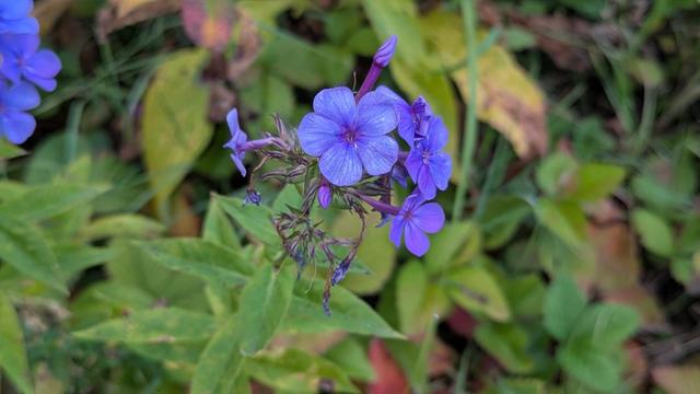 blue phlox flowers against a green background
