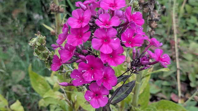 a cluster of hot pink phlox flowers