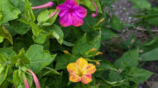 a hot pink mirabilis flower, five joined petals. and another one yellow with pink splashes. big green leaves