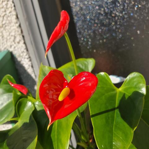 Close-up shot of an Anthurium plant, featuring a cluster of large, heart-shaped green leaves that are highly textured that partially obscures the view of bright red flowers on tall stems. The flowers have prominent yellow spadices.