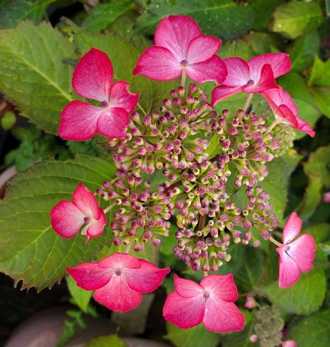 High-angle, close-up photograph of a pink hydrangea flower. The composition highlights the flower's radial symmetry, with petals evenly spaced around a central cluster of buds. The lighting is soft and diffuse, emphasizing textures and colors. The depth of field creates a slightly blurred effect in the background of green leaves.