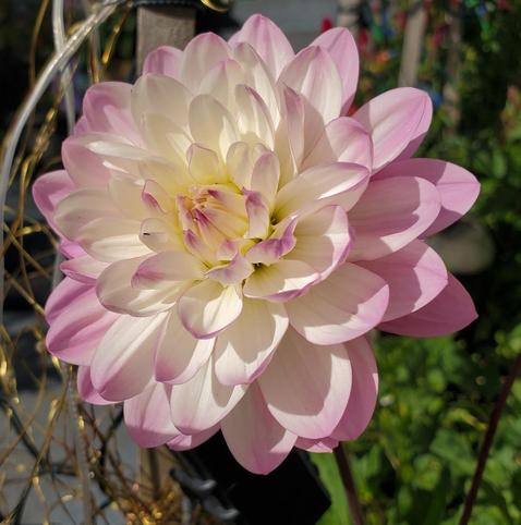 A fully bloomed dahlia flower with layered petals of white gently blended with pink, creating a soft gradient. The flower's center, a lighter pastel yellow, is surrounded by delicately curved petals. The photo is taken in natural light, with garden foliage visible in the blurred background.