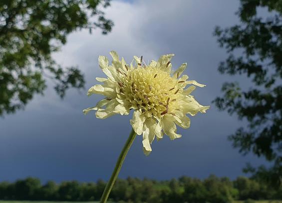 A pale yellow Giant Scabious flower on a thin green green stem in front of the dark blue sky if a passing storm. A low green horizon runs along the bottom of the shot and the branches of two trees appear on both sides