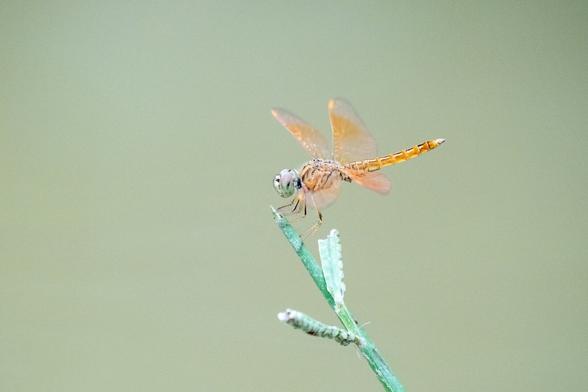 Dragonfly