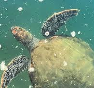 A green sea turtle is swimming underwater. Its shell and two front flippers are clearly visible, featuring a distinct pattern of dark and light scales. The surrounding water contains floating particles or debris.