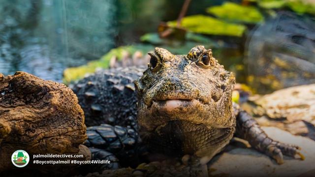 African Dwarf Crocodile Osteolaemus tetraspis