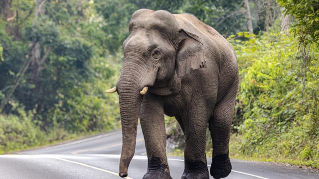 Image of a large elephant crossing a road winding through thick tropical forest.