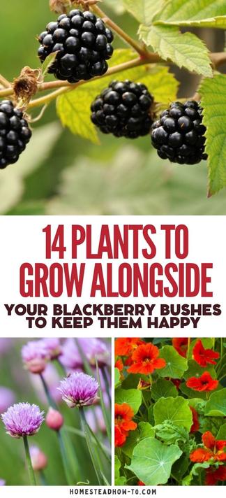 14 Plants to Grow Alongside Your Blackberry Bushes to Keep Them Happy