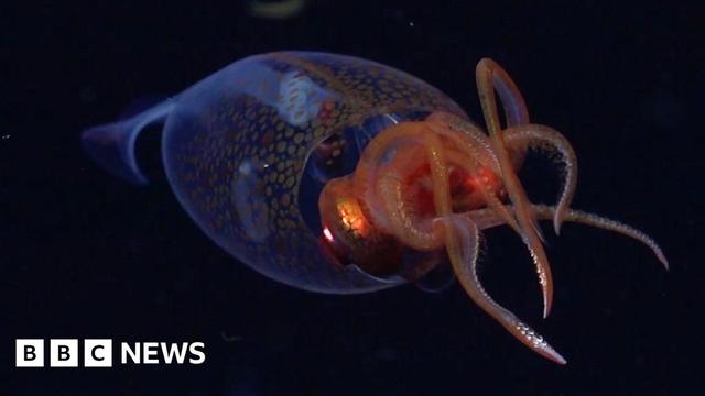 The colossal squid, which has a transparent body and orange arms with tentacles on. It is floating in the deep sea, which is dark.