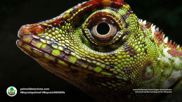 Borneo Forest Dragon by Bernard Dupont