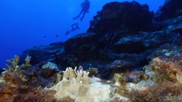 Bleached coral is visible at the Flower Garden Banks National Marine Sanctuary, off the coast of Galveston, Texas, in the Gulf of Mexico, Sept. 16, 2023. (AP Photo/LM Otero, File)