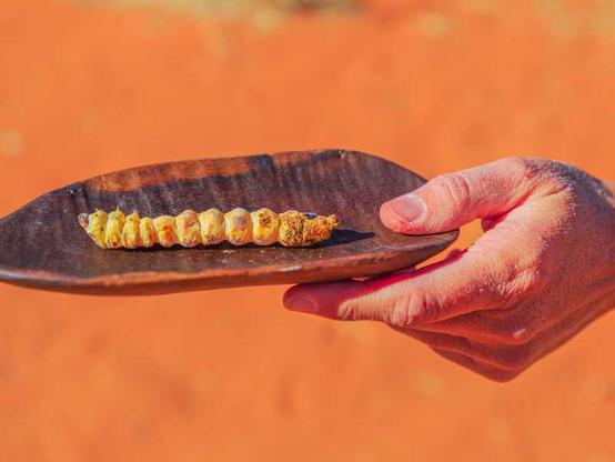 Witchetty Grub