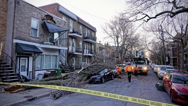 Un arbre s'est écrasé sur un véhicule.