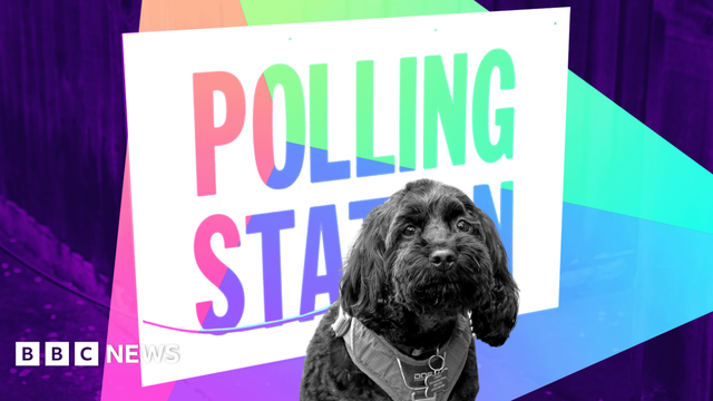 Composite image showing a dog at a polling station