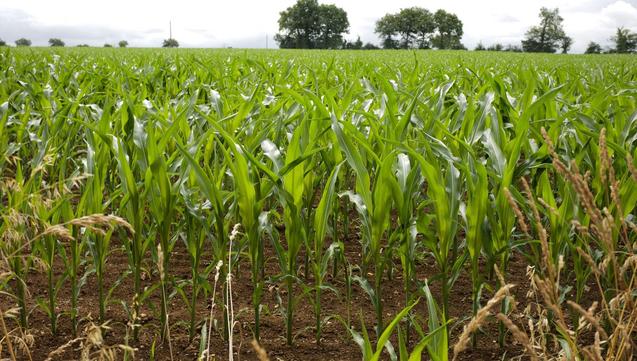 Pesticides : plus de 1 000 médecins et scientifiques publient une lettre contre la proposition de loi Duplomb