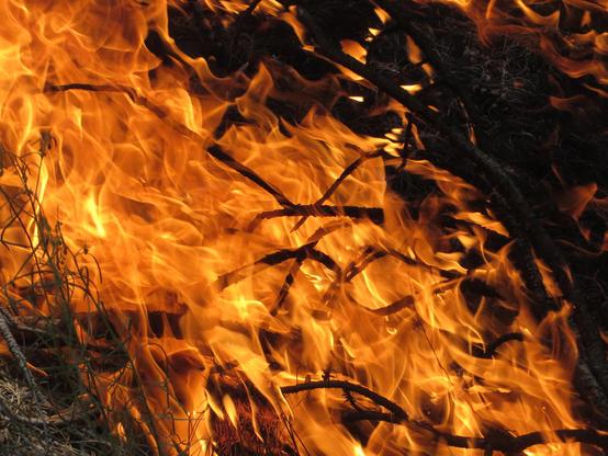 Flames consume woody fuels in a managed wildfire, New Mexico