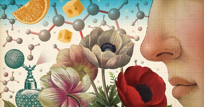 An illustration shows a human smelling a bouquet of flowers with many different molecules. There are smelly objects around it, like a perfume bottle, an orange and cheese.