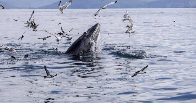 U-turn shows Government is unwilling to protect Ireland's sea creatures
