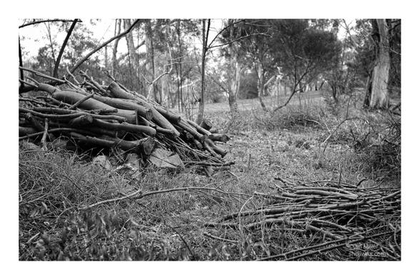 Black and white photo of a roughly stacked pile of tree branches. In the foreground is a second pile of smaller sticks.