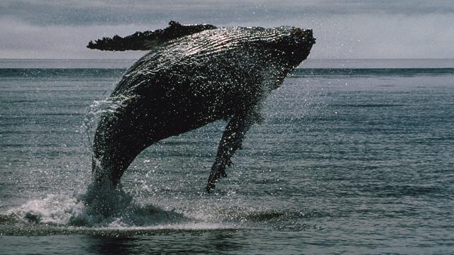 A whale leaps out of the sea.