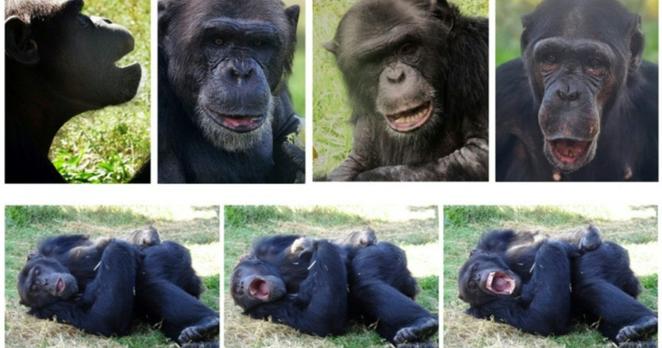 Vier Fotos von Schimpansen, die den Mund aufreißen und drei Fotos von Schimpansen, die sich hinlegen.