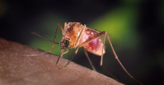 West Nile, muore 80enne di Aprilia: è ottavo nel Lazio