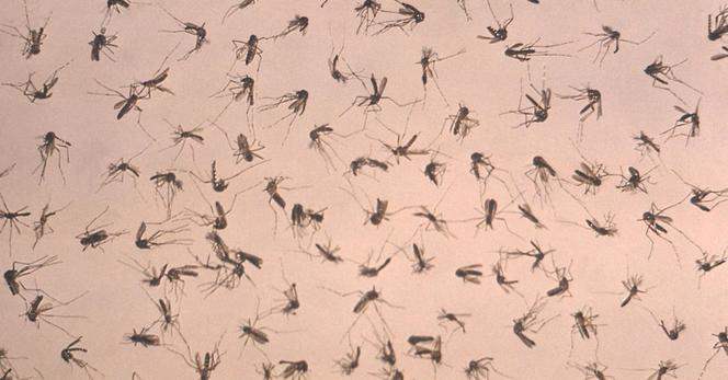 West Nile, morto 85enne in Lombardia, 12 casi in regione. Ancora vittime in Campania e Lazio West Nile, morto 85enne in Lombardia, 12 casi in regione. Ancora vittime in Campania e Lazio