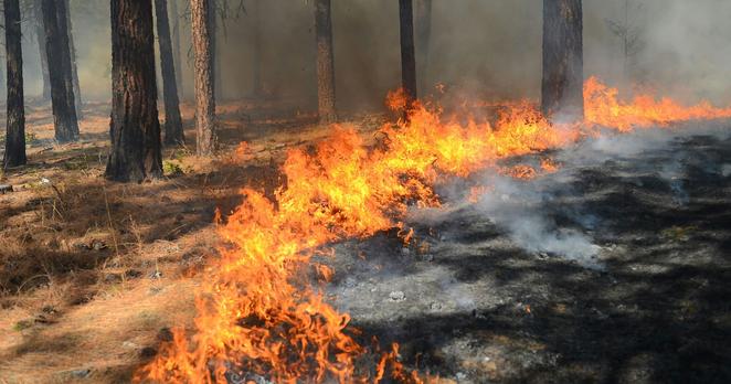 Aufgrund der frühen und anhaltenden Dürre waren 2025 bereits Waldbrände im Frühjahr zu verzeichnen. Aufgrund der frühen und anhaltenden Dürre waren 2025 bereits Waldbrände im Frühjahr zu verzeichnen.