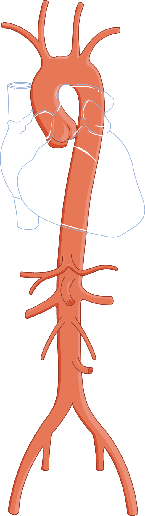 :Aorta: