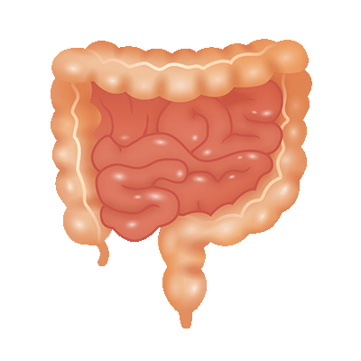 :intestines: