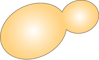 :budding_yeast: