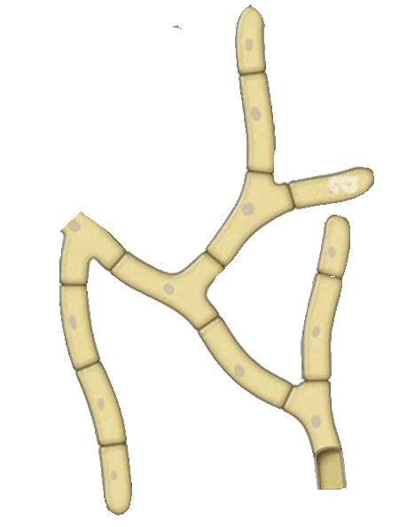 :hyphae: