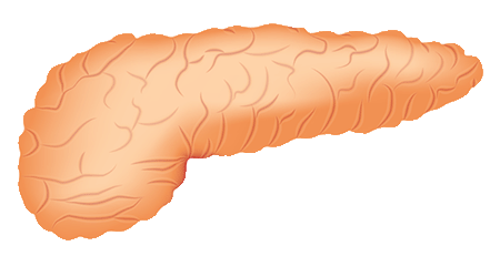 :pancreas: