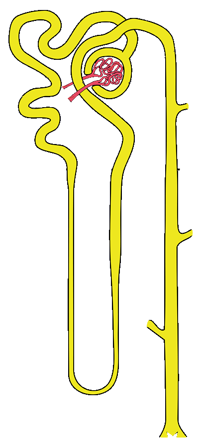 :nephron: