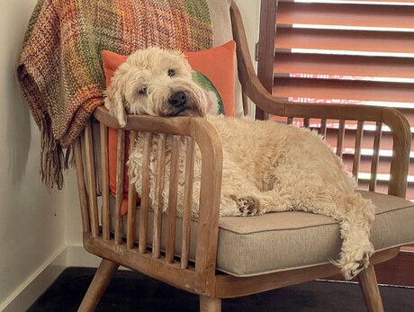 A mid sized fluffy soft coated wheaten terrier reclines on a chair