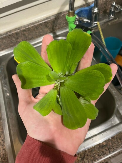 Large fuzzy green plant the size of a hand