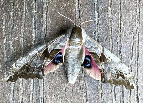 Brown moth with pink inner wings and blue-black spots that looks like eyes. 