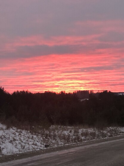 Beautiful pink sunset with a horizon of trees