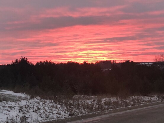 Beautiful pink sunset with a horizon of trees