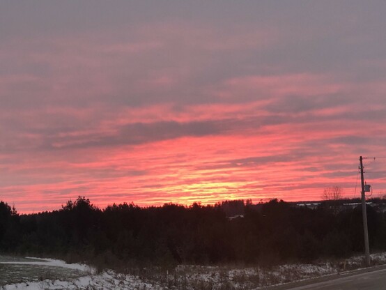 Beautiful pink sunset with a horizon of trees