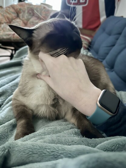 The scene is identical to the previous photo, but now Monkey has closed his eyes and turned his head to the side to really lean into those scritches. 