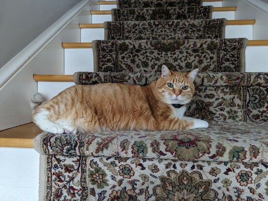 Orange tabby cat sitting on stairs