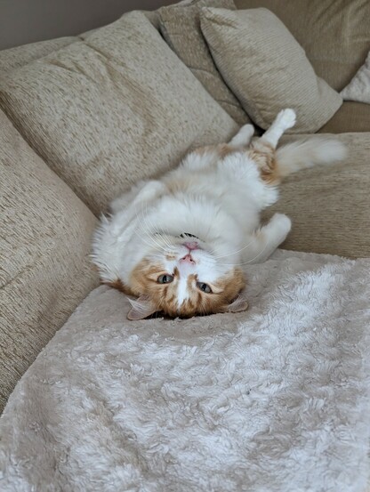 Fluffy white cat laying on its back in a curious position