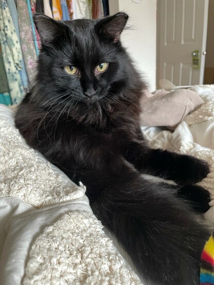 Long haired black cat with big beautiful green/gold eyes lounging on a light coloured bedspread 